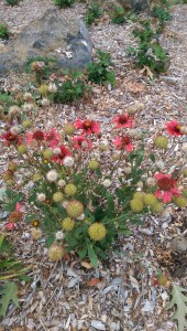 Even the flowers know autumn approaches.