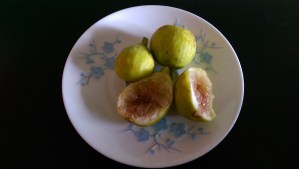 A metaphor, a connection to a larger history, a tasty treat.