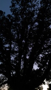 In my darkest moments, I find value in asking myself 'dark relative to what?'