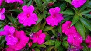 Sometimes I don't quite capture what I was going for.