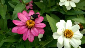 On chilly mornings I see bumblebees sleeping among the flowers.