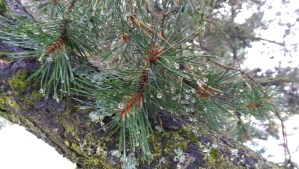 I see signs of autumn everywhere on my walks lately.
