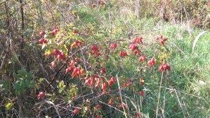 With autumn comes pain.