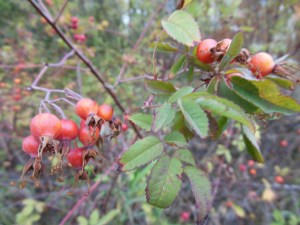Autumn rose hips along the trail. 