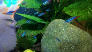 Over-reaching for a good metaphor...content to watch fish swim.