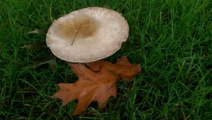 Signs of autumn everywhere, and a lovely day to walk off what has troubled me.