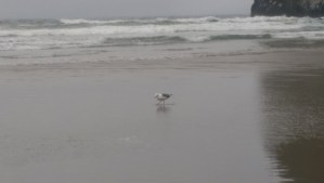 Undisturbed by solitude.