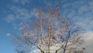 Another way of looking at autumn.