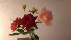 The last autumn roses from my patio garden.