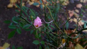In the middle of autumn, a rose blooms.