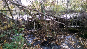 A dam is a complicated feat. I find myself wondering if a beaver's life's work has meaning for the beaver.