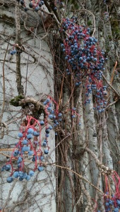 Colorful berries and vines remain after all the leaves have fallen.