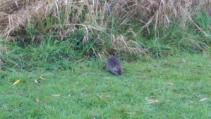 Even the creatures of forest, meadow, and marsh are getting ready for winter.