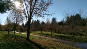 Before the cooking, a long walk in the chill autumn air.