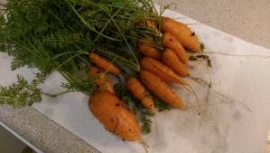Healthy choices are often healthy for more than one reason; the joy of carrots harvested from my garden is about more than the nutrition.