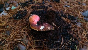 After the storms, growth.