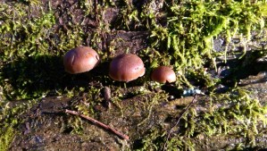 When conditions are right, growth.