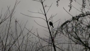 This image is not a black and white shot.