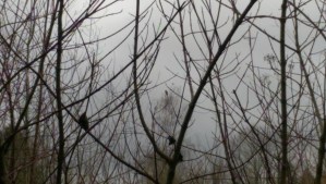 Listening deeply is like looking at something distant, requiring attention, focus, engagement and presence; this is not a picture of branches.