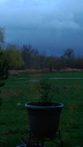 Potted miniature roses drenched by passing showers don't seem to mind the rain at all. 