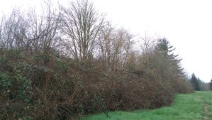 Impermanence - a blackberry hedge that will be removed when the road goes through.