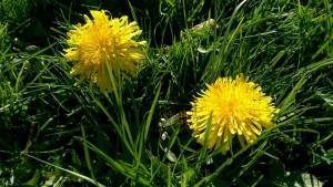 Simple beauty. Simple moments. Awake, aware, alive.