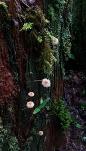 Being present on life's journey brings more into view.