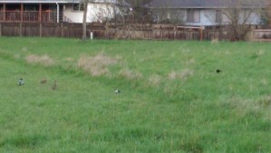 Who's 'right'? The ducks or the waiting cat crouched in the grass?