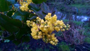 Better to pause for flowers than be immersed in borrowed stress.