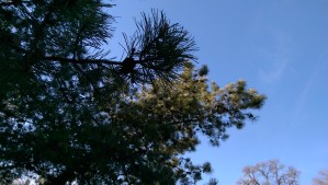 The forest and the trees; perspective matters.