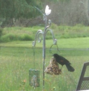 Simple pleasures: birds at the feeder, a small container garden, a cloudy spring day.