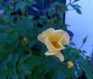 Although it was a busy day, there was time for the garden. "Baby Love" blooms first this year. 