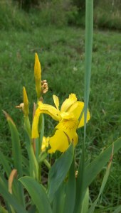 I pause for flowers along the way.