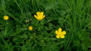 ...Mostly yellow ones today. 