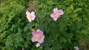 The first wild roses of the spring.