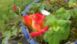 Today is a good day to stop and smell the roses. 