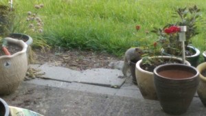 A recent evening visit from a different neighbor.