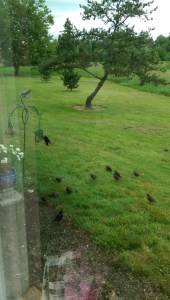 There is a whole world just outside my window...