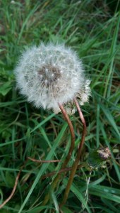 Like dandelion fluff, the past lacks substance, but can be a little distracting. :-)