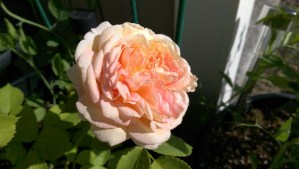 Today is a good day to pause, and listen.