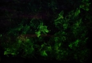 Before dawn the only glow is in the art on the walls, not the sky beyond the window.