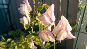 Same flowers, same day, same sunlight.