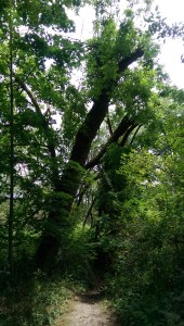 There's more than one path, more than one way, more than one choice; there are a lot of verbs involved.