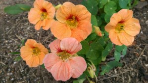 Not so very wild - still flowers. :-)