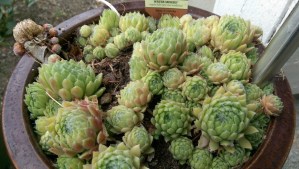 What exactly is an 'individual', anyway?