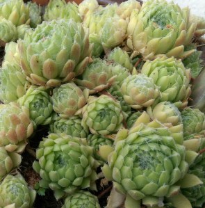 Look closer. How many individuals are in this picture?