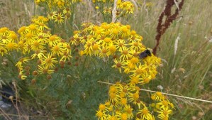 I balance my bee sting allergy with my fascination for bees by keeping my bee sting kit handy, and using great care.