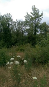 It's a journey, there is no map. Sometimes, there is no trail.