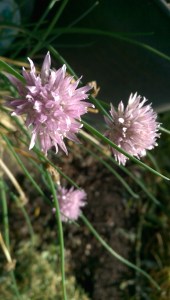 After a night of rain showers, and a morning of sunshine, the garden needs little help from me besides enjoying it.