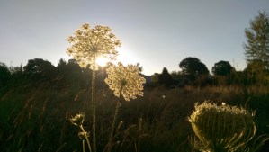 A walking meditation on a sparkling summer morning.